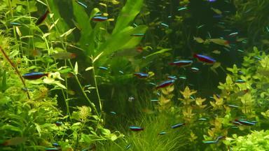 色彩斑斓的生动的荧光小鱼发光河新鲜的水水族馆绿色藻类水生植物发光的闪亮的生态系统充满活力的装饰坦克生物荧光小鱼